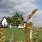 Domki w tle jako widok z młodej winnicy 2